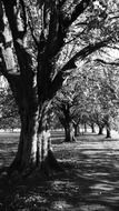 chestnut trees in a park