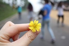 Flower in the hand