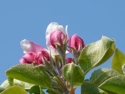 flowers on the edge of a branch