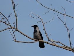 crow road tree