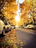 cars are at the side of the road under autumn trees