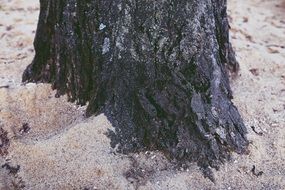 trunk of the tree in the sand