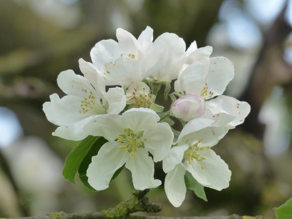 apple blossom bouquet