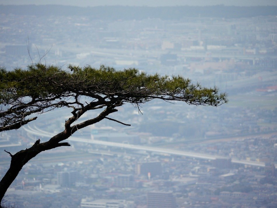 pine top at foggy distant cityscape