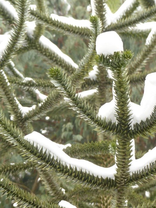 picture of the snowy fir tree
