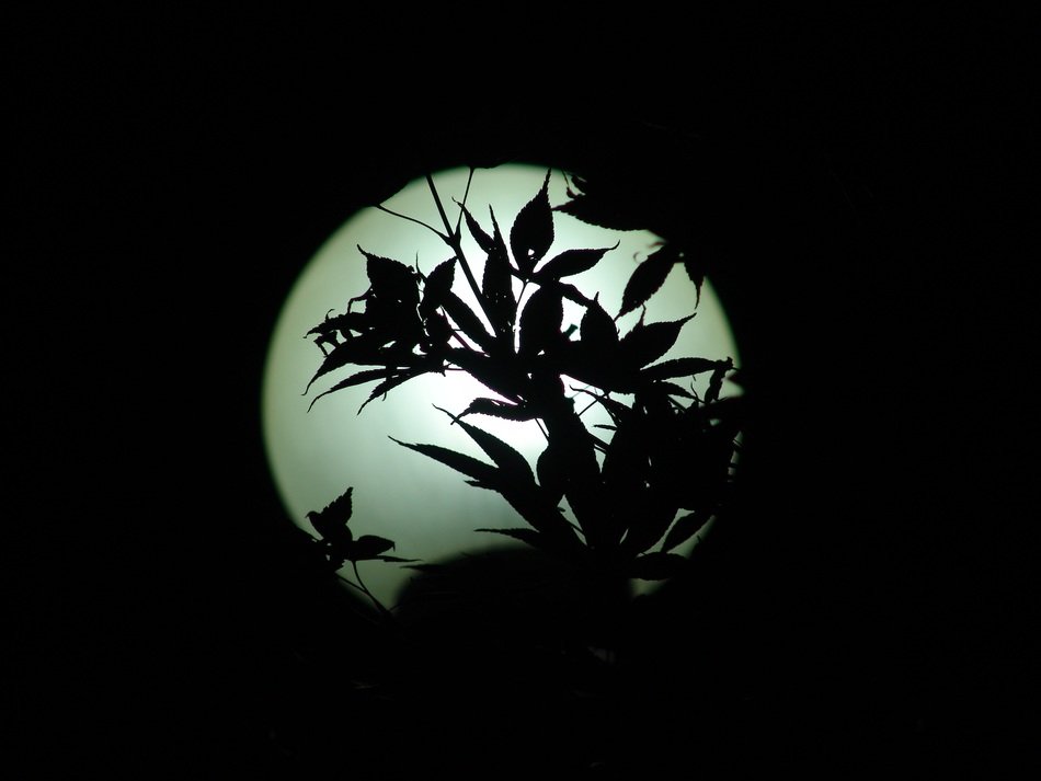 picture of the street light and tree