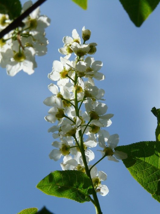 bloom of Bird cherry on a background of sky