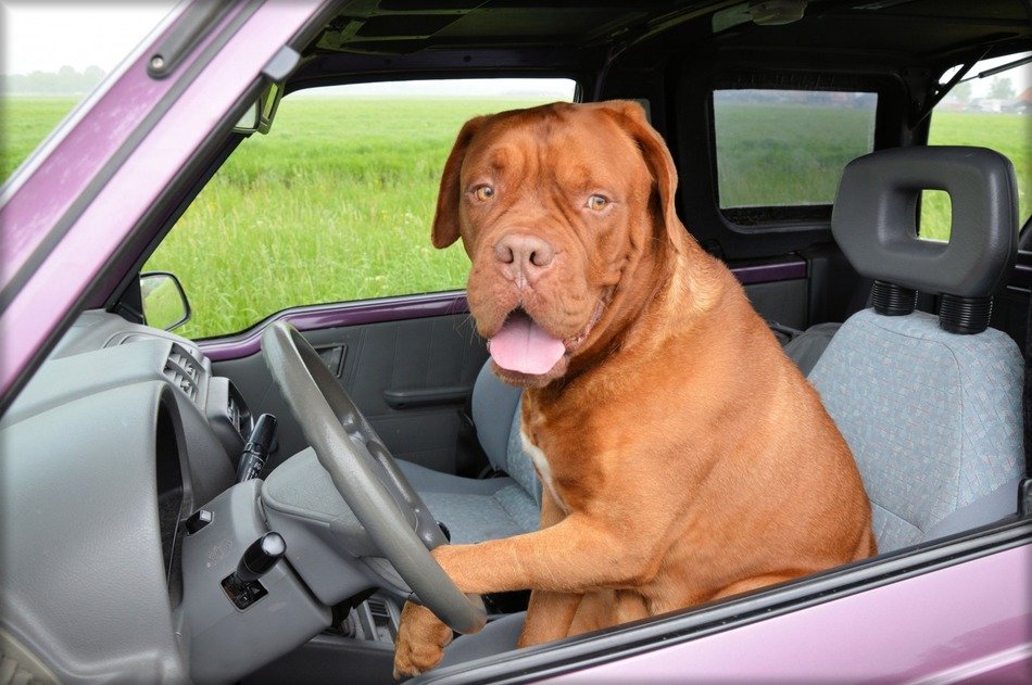 Dogue de Bordeaux driving a car close up