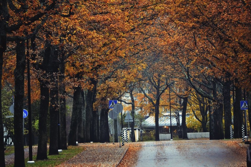 colorful trees along street at fall