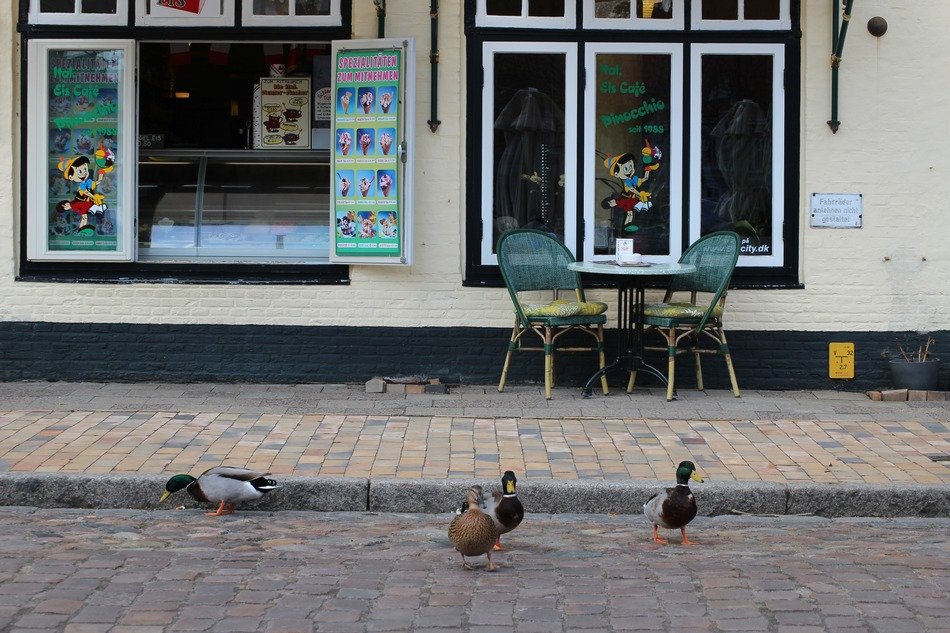 mallard on the city