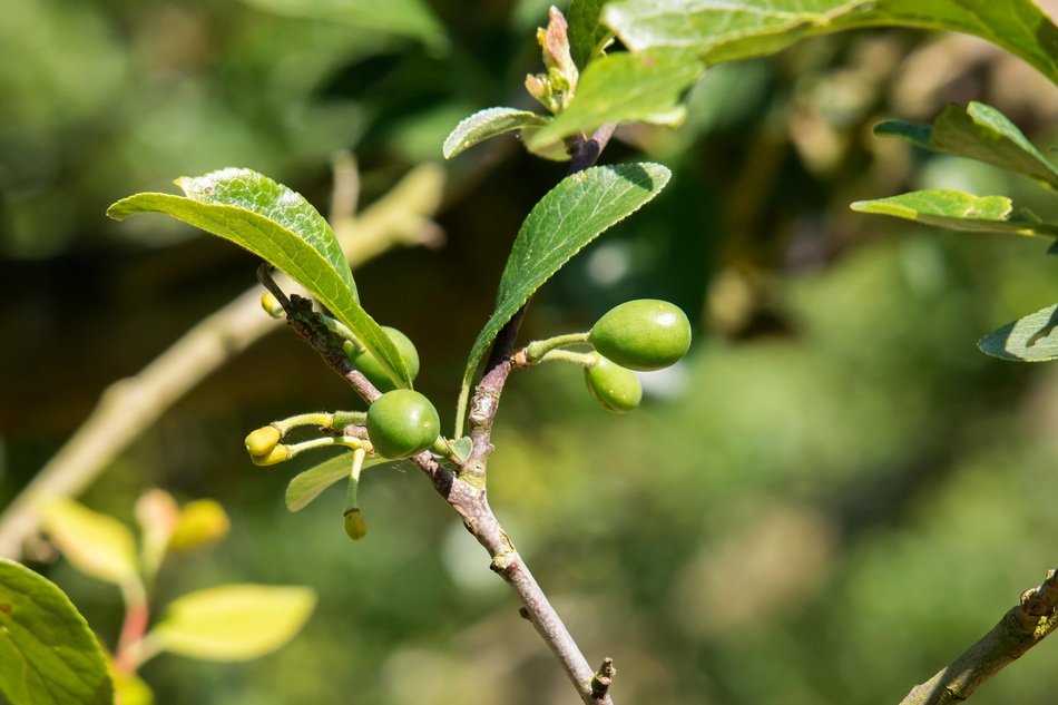 the young fruit of plum