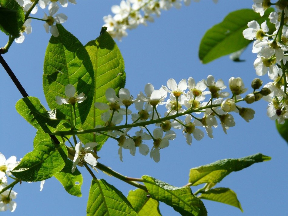 flowers on marsh cherry