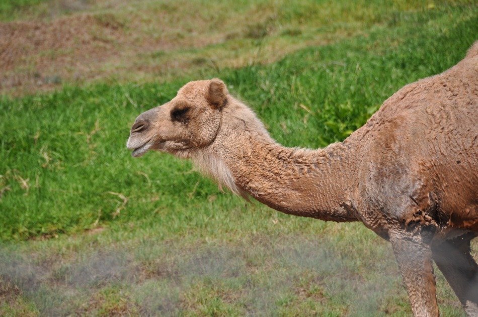 camel on pasture