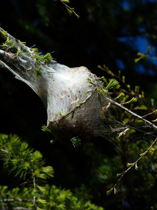 spun yarn nest