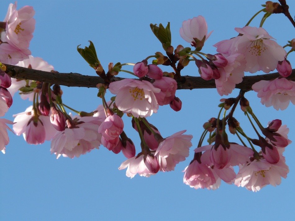 pink bloom of decorative cherry