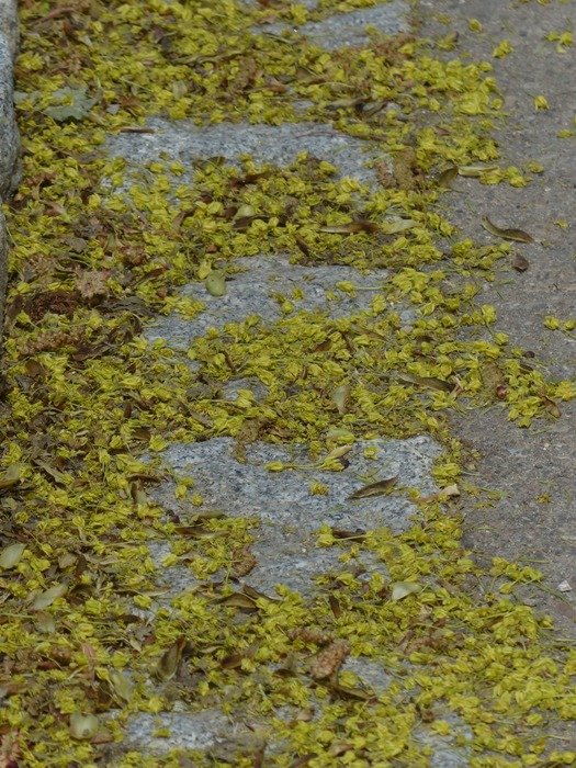 Picture of lime blossoms on a road