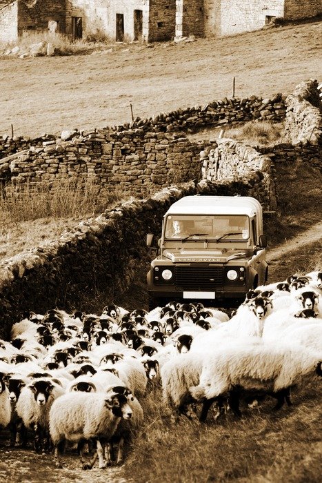 a flock of sheep in front of the car
