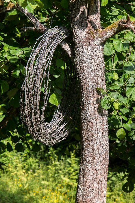 barbed wire roll on wood