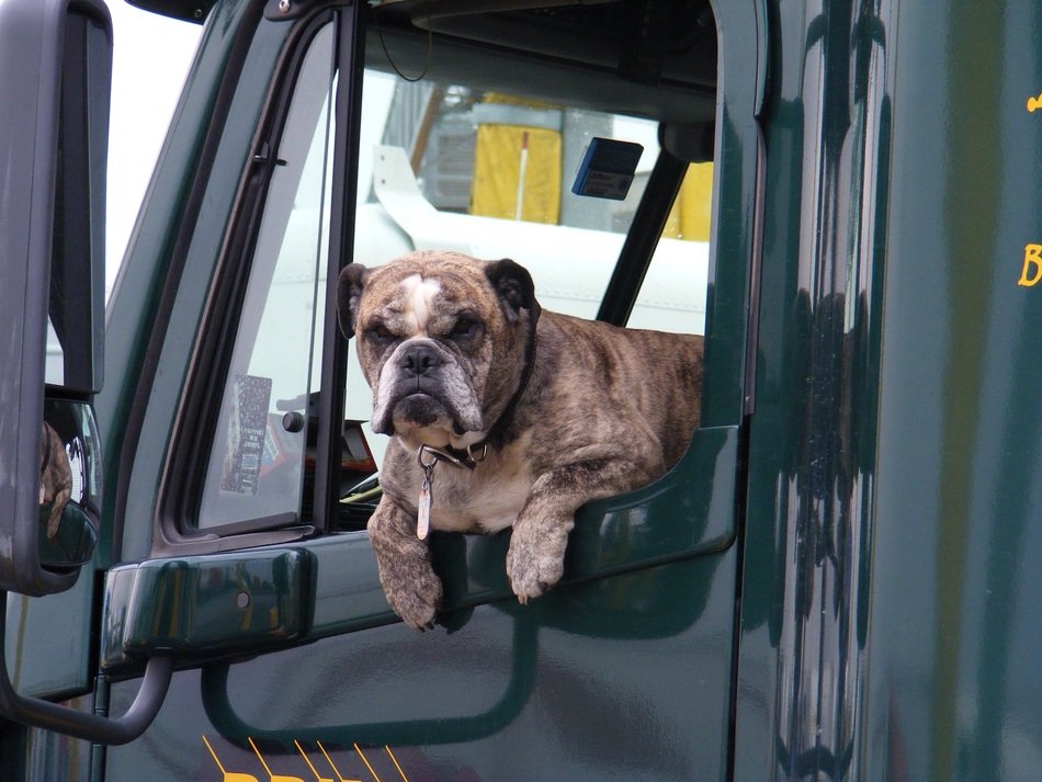 dog in the car window
