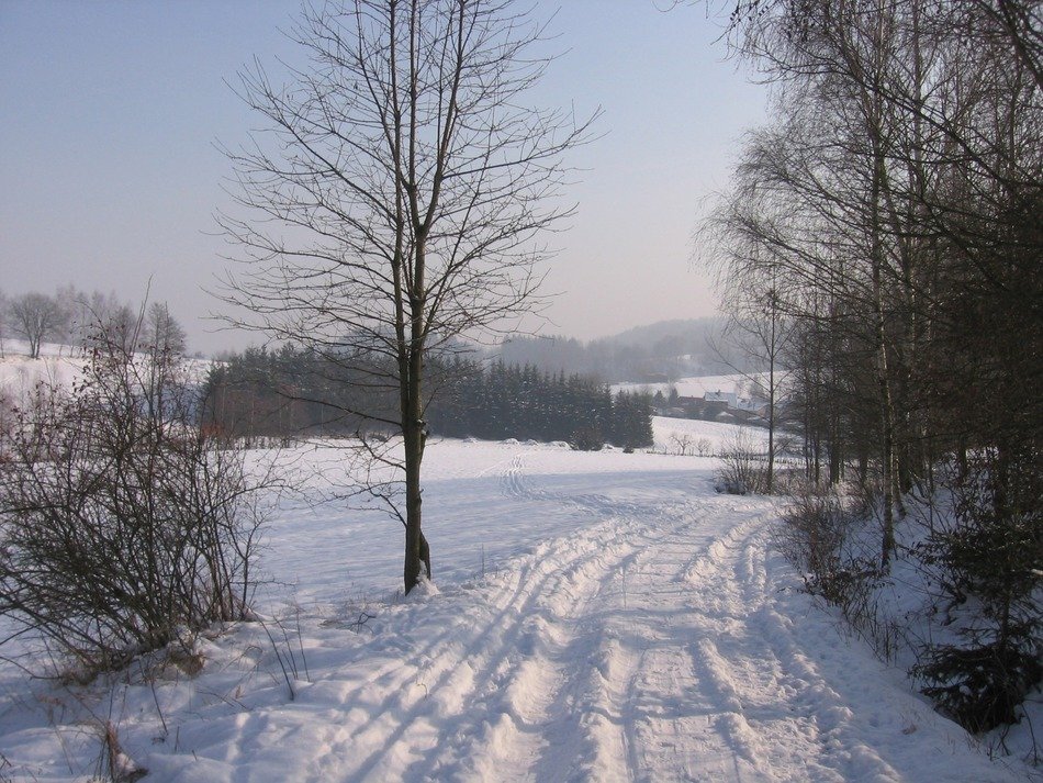 winter road near the forest