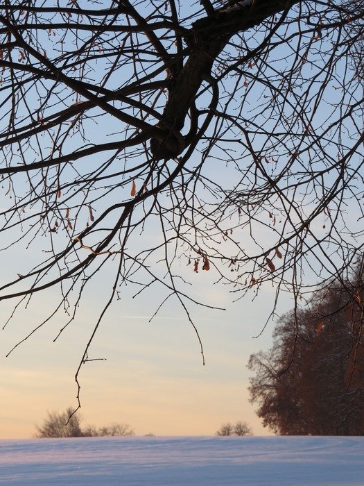 tree branches over the road