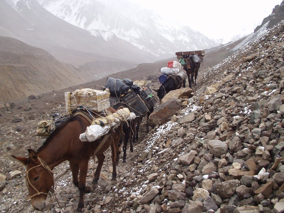 a herd of donkeys on an expedition in Argentina