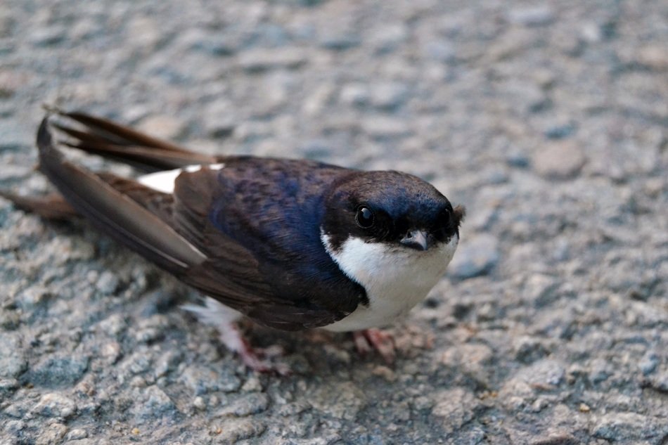 small swallow on road