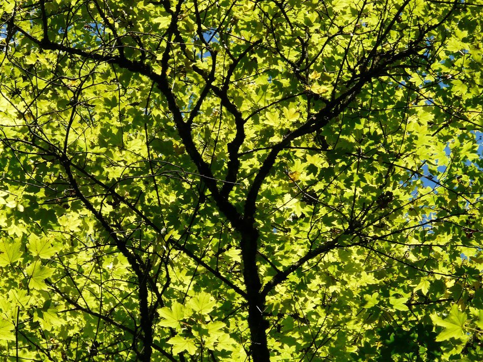 picture of green leaves on tree at the sunlight