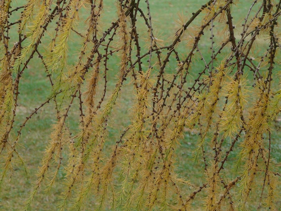 road in the branches of Japanese larch