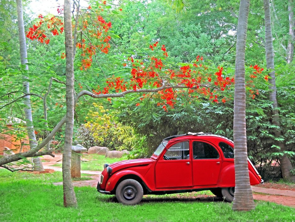 red vintage citroen car in beautiful park, india