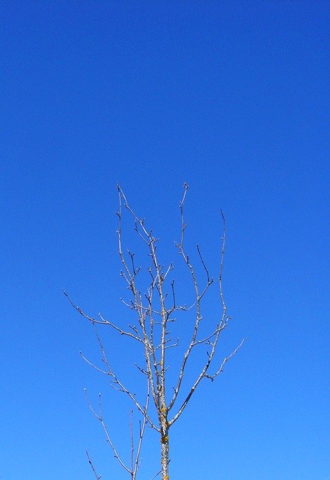 top of a birch against the blue sky