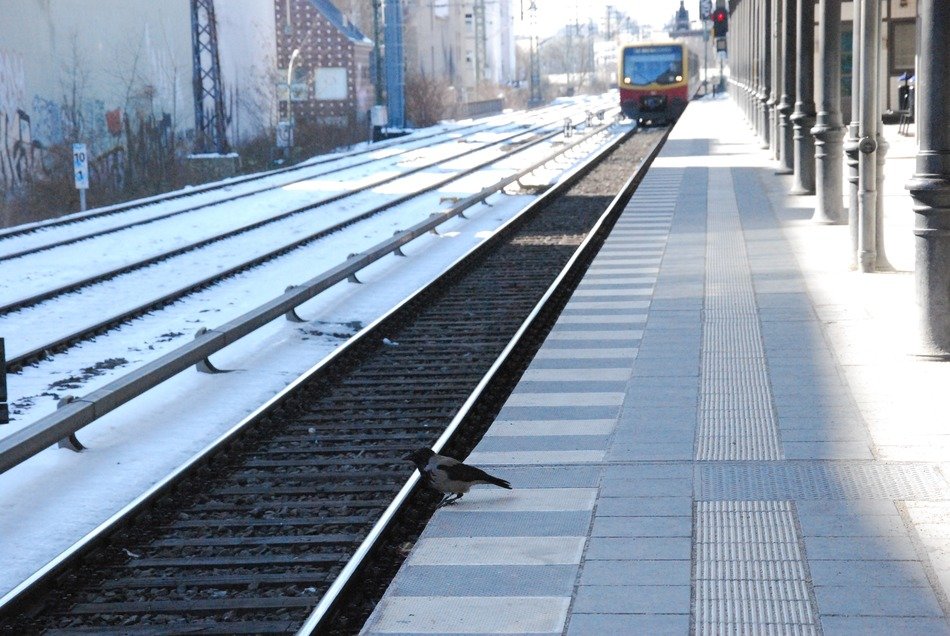 bird stands on the edge of the railway platform