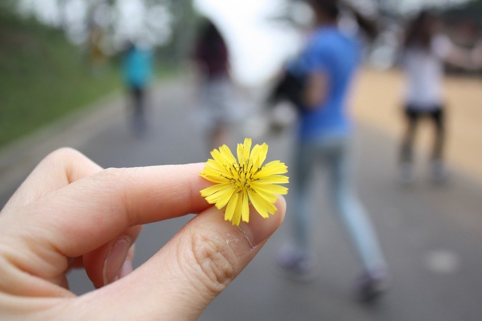 Flower in the hand