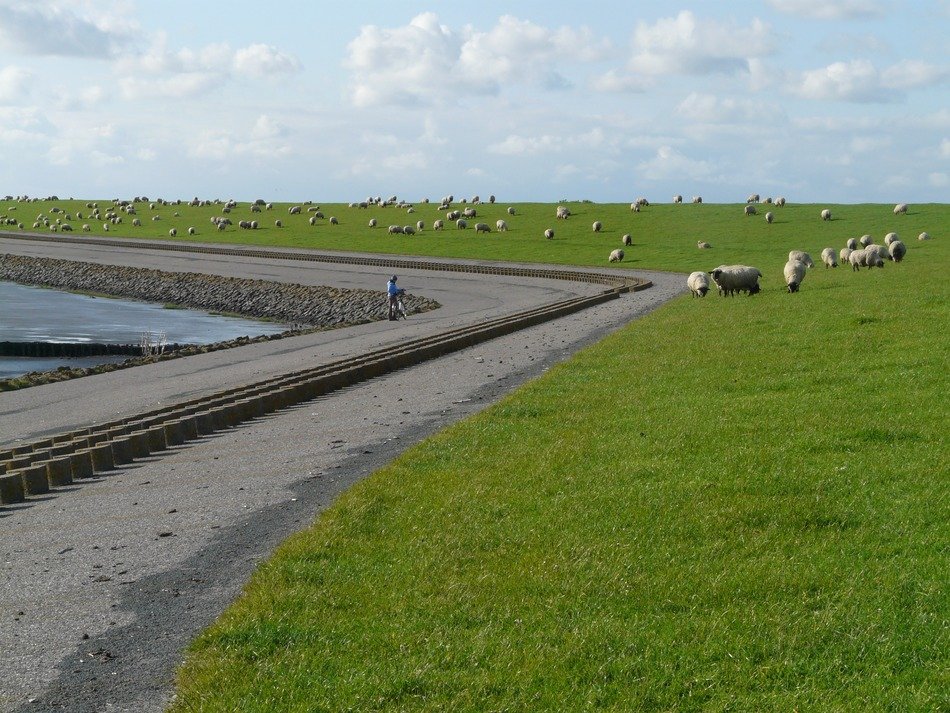 green grass near the dam