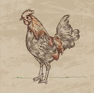 Rooster Time