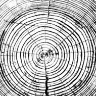 Tree rings saw cut tree trunk N5