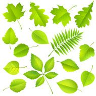 Collection of green leaves