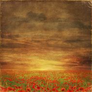The very big blooming poppies field during sunny day