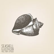 Vintage shell sketch on retro background N2