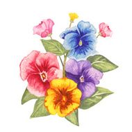 Watercolor pansy flowers bouquet