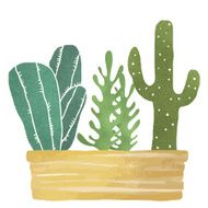 Cacti succulents home flowers houseplants in box