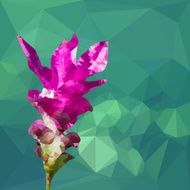 Vivid pink color polygonal siames tulip flower