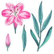 Watercolor set pink lily flower bud green leaves