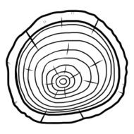 annual ring on wood