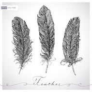 Feather hand drawn vector set