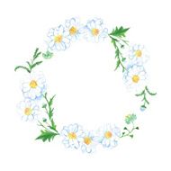 White meadow camomile vector design frame