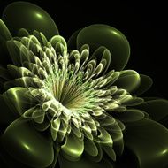Beautiful green flower on black background