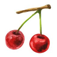 Watercolor two cherry berries with branch closeup isolated