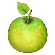 Watercolor green apple fruit with leaf closeup isolated