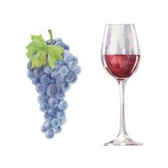 Grapes and red wine isolated on a white background